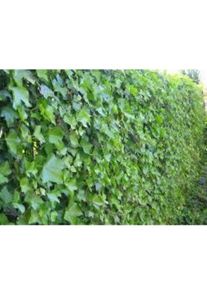 50 Adet Japon Sarmaşık Tohumu, Canlı ve Güzel Bitki Çeşidi modelleri