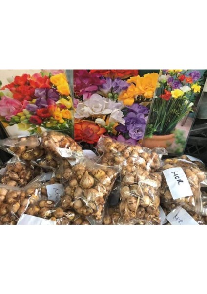 20 Adet Renkli Frezya Soğanı Karışık, Bahçe ve Saksı Dekoru Için Güzel Seçenek fiyatları