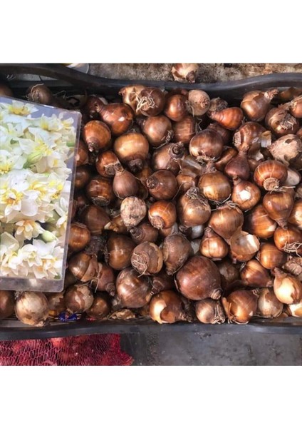 20 Adet Renkli Frezya Soğanı Karışık, Bahçe ve Saksı Dekoru Için Güzel Seçenek modelleri