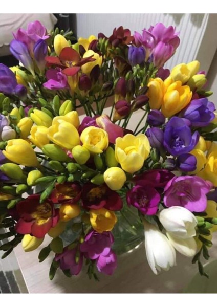 20 Adet Renkli Frezya Soğanı Karışık, Bahçe ve Saksı Dekoru Için Güzel Seçenek fırsatları