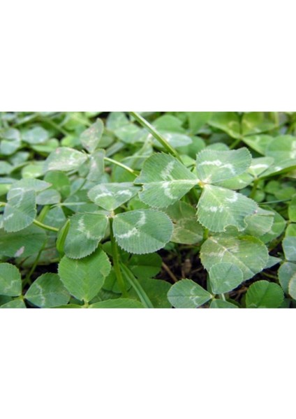 Süs Yoncası Tohumu 250GR, Bahçe ve Çiçekçilik Için Güzel Bitki Seçeneği fiyatları