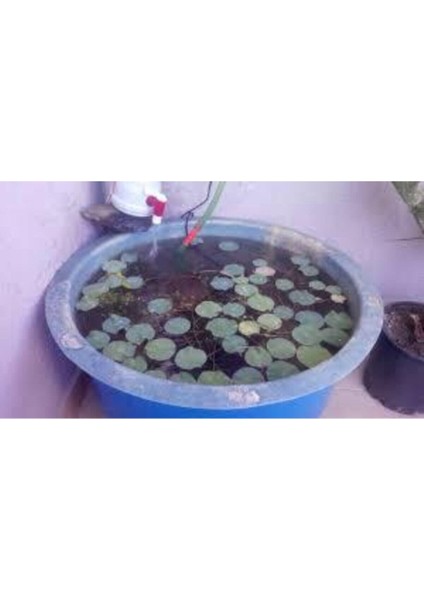 10 Adet Nadir Bulunan Pembe Lotus Çiçeği Tohumu, Su ve Nilüfer Çiçeği Tohumu modelleri