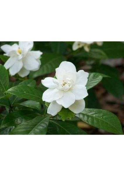 3'lü Saksıda Kokulu Çiçek Fidanı, Bahçe Dekorasyonu Için Harika Seçenek fiyatları