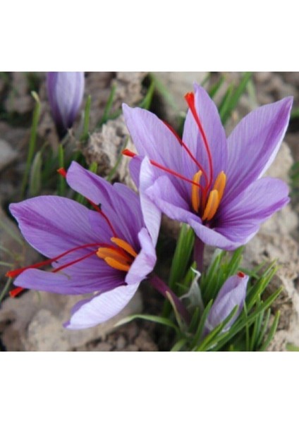 Safran Çiçeği Soğanı, 20 Adet, Bahçe ve Saksı Dekorasyonu Için Güzel Bir Seçenek