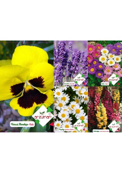Renkli Çiçek Tohum Seti 5'li Bahçe ve Saksı Için Keyifli Seçenek