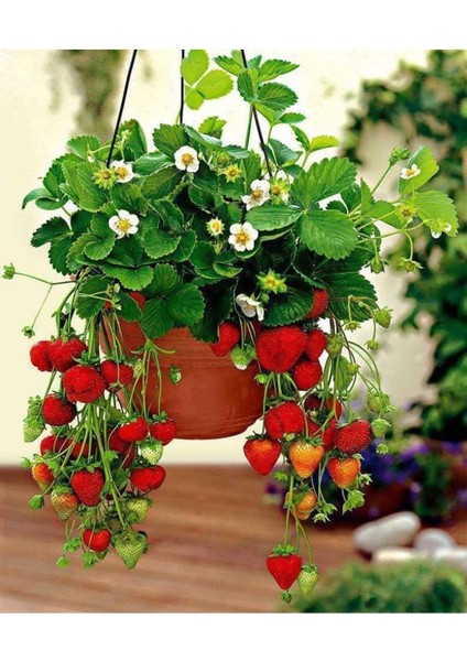 25 Adet Taze Açık Kök Çilek Fidanı, Yedi-Veeren, 1. Sınıf Kalite