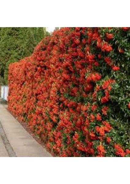 Ateş Dikeni Fidanı, 50-60 Cm, Kaliteli ve Sağlıklı Bitki Seçeneği