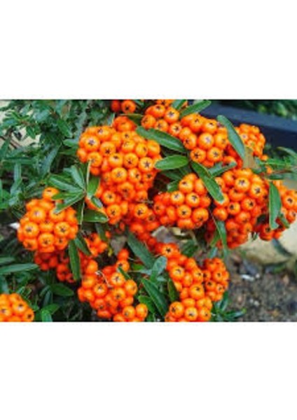 Ateş Dikeni Fidanı, 50-60 Cm, Kaliteli ve Sağlıklı Bitki Seçeneği fiyatları