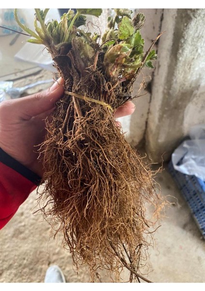 25 Adet Ceyhun Çilek Fidesi Açık Kök, Yeni Sezon, Sağlıklı ve Bol Meyve Garantili fiyatları