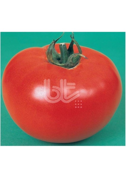Sağlıklı Domates Tohumu 25 Gr, 10.000 Adet, Orta Boy, Yüksek Verimli fiyatları