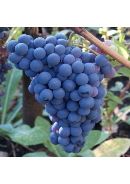 2 Adet Antep Karası Üzüm Fidanı, Tüplü, Organik, Sağlıklı, Güzel Meyve Için