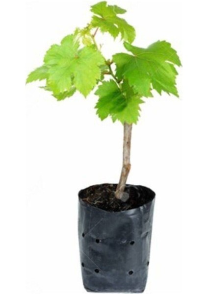 2 Adet Antep Karası Üzüm Fidanı, Tüplü, Organik, Sağlıklı, Güzel Meyve Için fiyatları