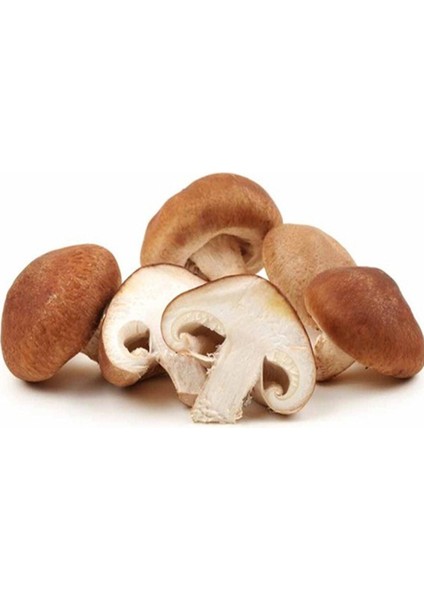 50G Shitake Mantar Tohumu Miseli, Sağlıklı ve Lezzetli Yetiştirme Için Ideal Seçenek