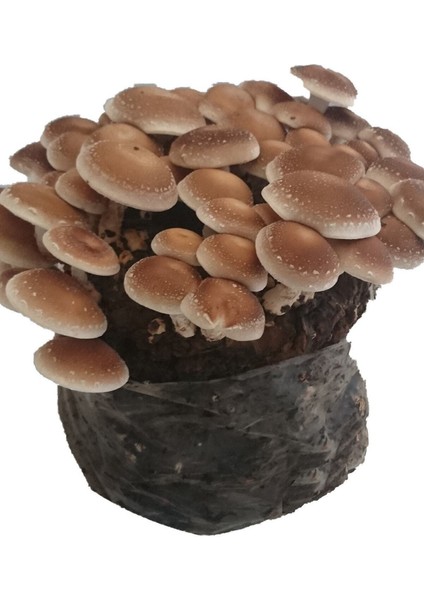 50G Shitake Mantar Tohumu Miseli, Sağlıklı ve Lezzetli Yetiştirme Için Ideal Seçenek fiyatları