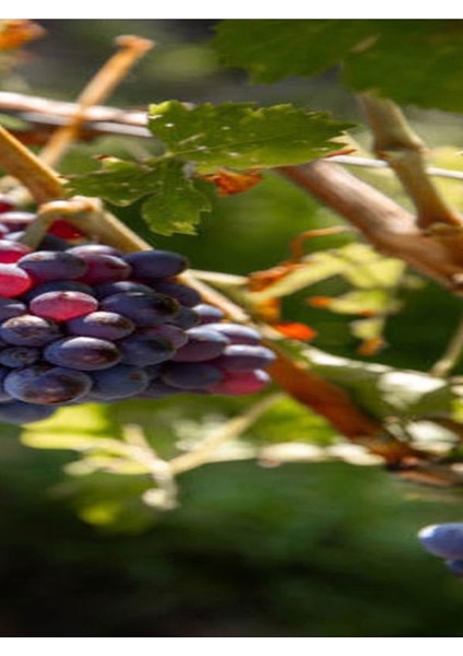 Lezzetli Merlot Üzüm Fidanı, 30-60 Cm, Tüplü, Dış Mekan, Sağlıklı Ağaç fırsatları