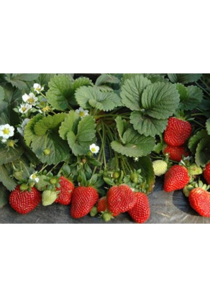 25 Adet Taze Frigo Çilek Fidesi, Açık Kök, Güvenilir ve Garantili