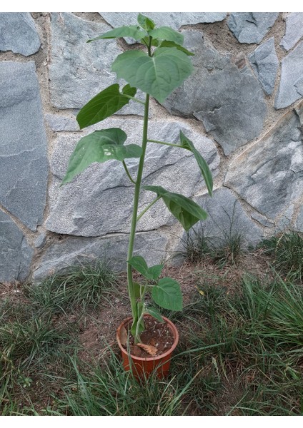 Ravdaflora Altın Çilek Fidesi 30-50 Cm-Saksıda