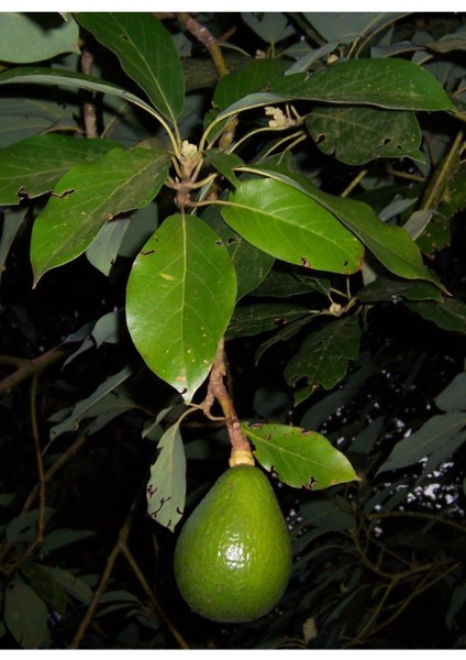 Aşılı Tüplü Fuerte Avokado Fidanı, Sağlıklı ve Verimli Meyve Ağacı Seçenekleri