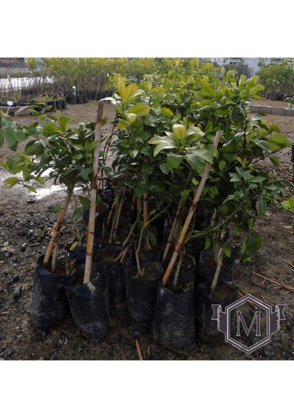 Aşılı Tüplü Fuerte Avokado Fidanı, Sağlıklı ve Verimli Meyve Ağacı Seçenekleri fiyatları