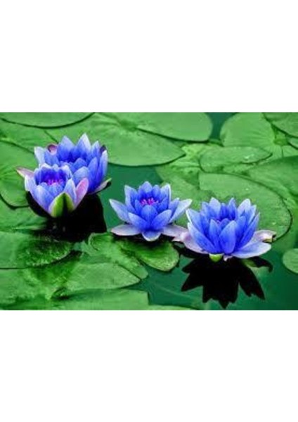 10 Adet Nadir Mavi Lotus Çiçeği Tohumu, Su Nilüferi, Bahçe Dekoru