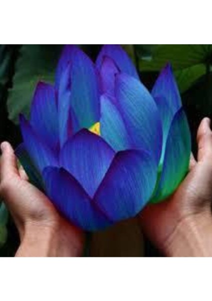 10 Adet Nadir Mavi Lotus Çiçeği Tohumu, Su Nilüferi, Bahçe Dekoru fiyatları
