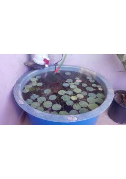 10 Adet Nadir Mavi Lotus Çiçeği Tohumu, Su Nilüferi, Bahçe Dekoru modelleri