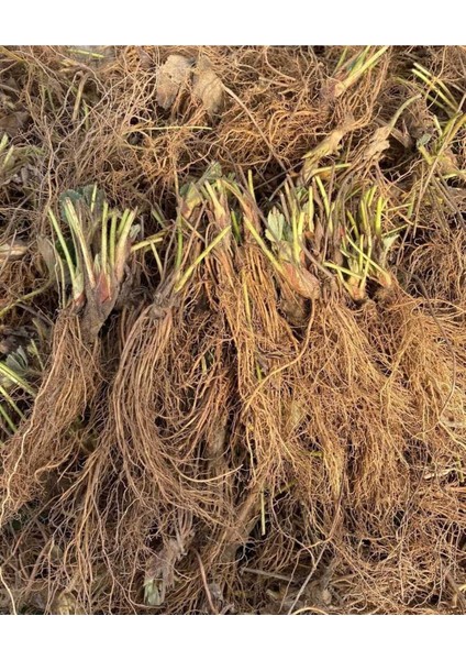 30 Adet Çilek Fidesi Açık Kök, Yeni Sezon, Canlı ve Sağlıklı fiyatları