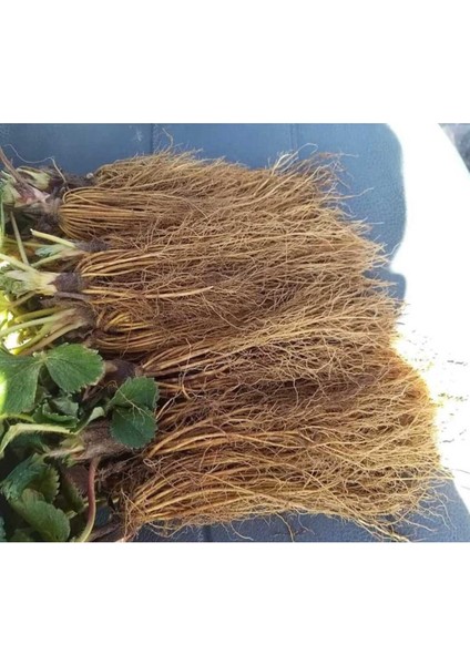 30 Adet Amerikan Çilek Fidesi Açık Kök, Yeni Sezon fiyatları