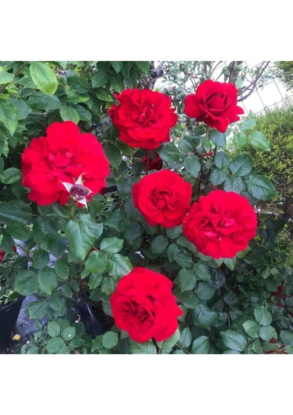 2 Adet Kırmızı Gül Fidanı, Kokulu Saksıda, 30-40 Cm, Canlı ve Sağlıklı Çiçekler
