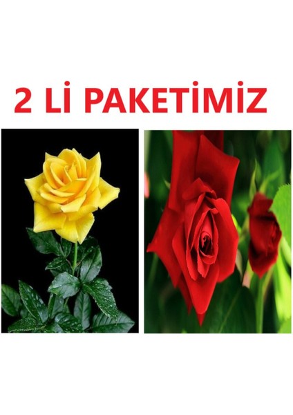 Sarı ve Kırmızı Yediveren Gül Fidanı Seti, Doğal Güzellikler Için Ideal Seçim