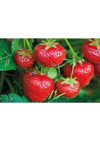 30 Adet Tatlı Çilek Fidesi, Açık Kök, Yeni Sezon, Sağlıklı ve Verimli