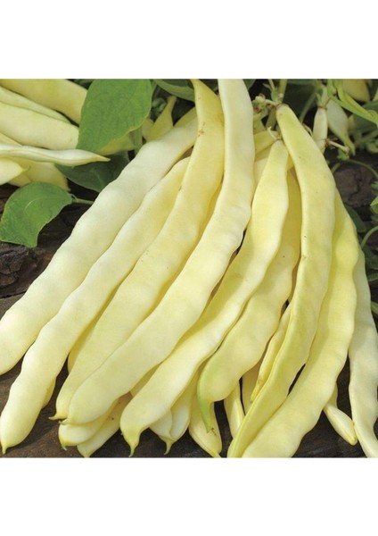 Yerli Uzun Beyaz Turşuluk Sırık Fasulye Tohumu 500 gr fiyatları