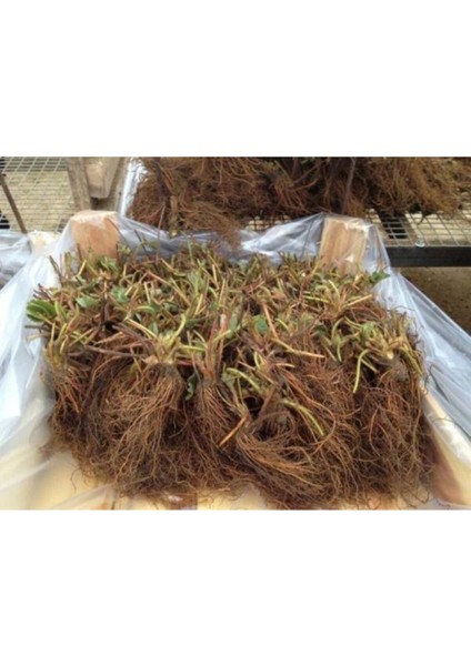 36 Adet Çilek Fidesi, Kokulu ve 1 Inç Sınıf Açık Köktür fiyatları