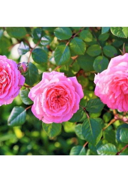 2 Adet Pembe Renk Yediveren Gül Fidanı Saksıda, Canlı ve Sağlıklı Çiçekler