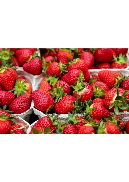 25 Adet Yediveren Çilek Fidanı, Açık Kök, Firigo Anaç, 1 Inç Sınıf