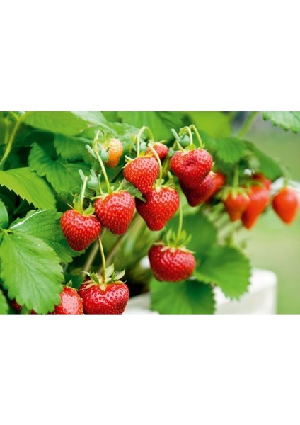 25 Adet Taze Çilek Fidanı Açık Kök, Sağlıklı ve Verimli Söküm Seti