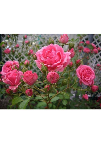 Iki Adet Pembe Gül Fidanı, Kokulu, Açık Kök, 1,5 Yaşında, Canlı ve Sağlıklı