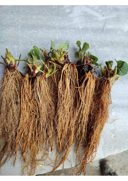 25 Adet Çilek Fidanı Monterey Açık Kök Firigo Anaç, 1 Inç Sınıf fiyatları