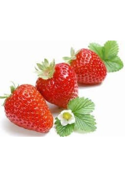 35 Adet Festival Çilek Fidesi Açık Kök, Frigo, Taze ve Garantili