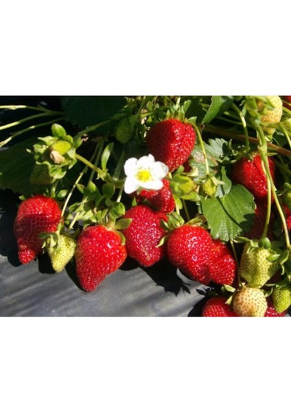 45 Adet Taze Çilek Fidesi Açık Kök, Frigo, Söküm ve Garantili