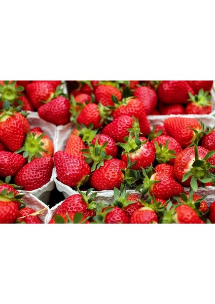 25 Adet Taze Yediveren Çilek Fidanı Açık Kök Söküm Seti