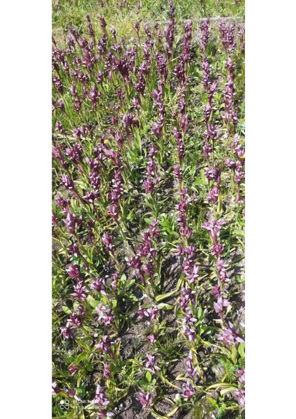 Taze ve Doğal 20 Adet Salep Yumrusu, Sağlıklı Gıda Için Ideal Seçim fiyatları