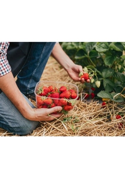 31 Adet Çilek Fidesi, Kokulu, 1 Inci Sınıf Açık Kökte, Güzel ve Sağlıklı Dikim