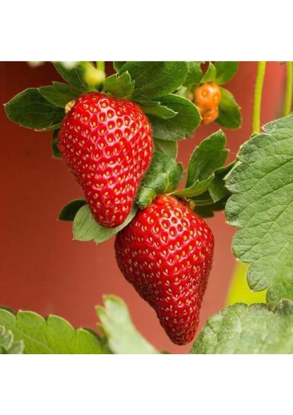 40 Adet Yediveren Çilek Fidanı Açık Kök, Sağlıklı ve Güvenilir Ürün