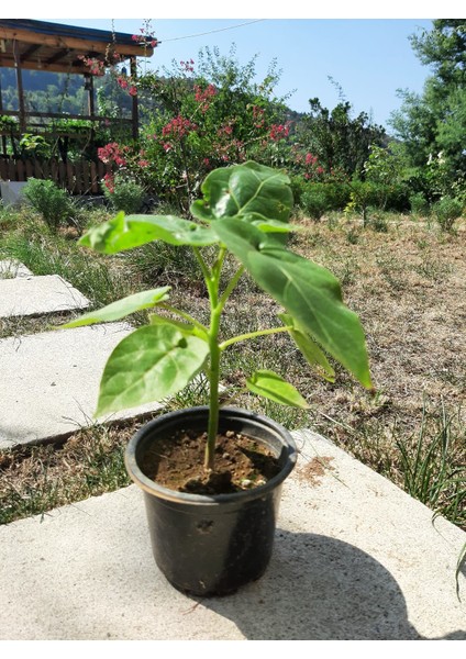 Ravdaflora Tamarillo-Domates Ağacı Fidanı Saksıda 10-20 cm