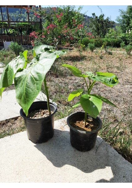 Ravdaflora Tamarillo-Domates Ağacı Fidanı Saksıda 10-20 cm fiyatları