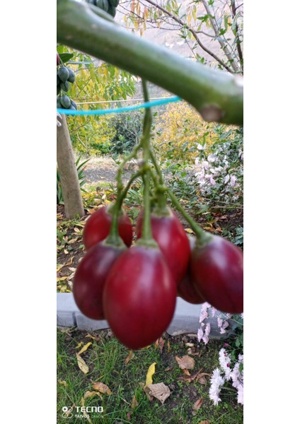 Ravdaflora Tamarillo-Domates Ağacı Fidanı Saksıda 10-20 cm modelleri