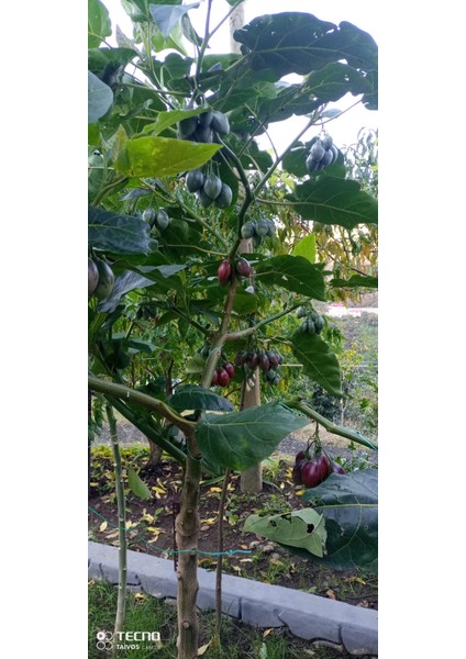 Ravdaflora Tamarillo-Domates Ağacı Fidanı Saksıda 10-20 cm fırsatları