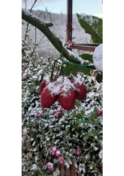 Ravdaflora Tamarillo-Domates Ağacı Fidanı Saksıda 10-20 cm indirimleri