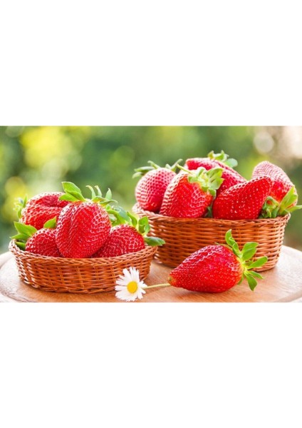 36 Adet Çilek Fidesi, Kokulu ve 1 Inç Sınıf Açık Toprakta